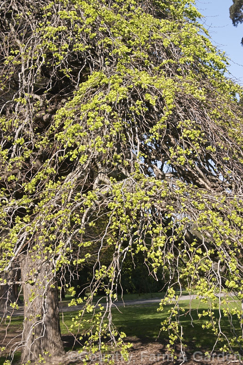 Camperdown Elm (<i>Ulmus glabra 'Camperdownii') with its bright green seeds (samara</i>). This form of the Scotch or Wych Elm develops into a wide-spreading dome-shaped tree. Order: Rosales, Family: Ulmaceae
