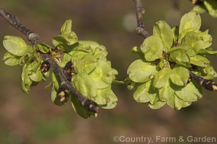 Seedpods (samara</i>) of the Camperdown Elm (<i>Ulmus glabra 'Camperdownii'), a form of the Scotch or Wych Elm that develops into a wide-spreading dome-shaped tree. Order: Rosales, Family: Ulmaceae