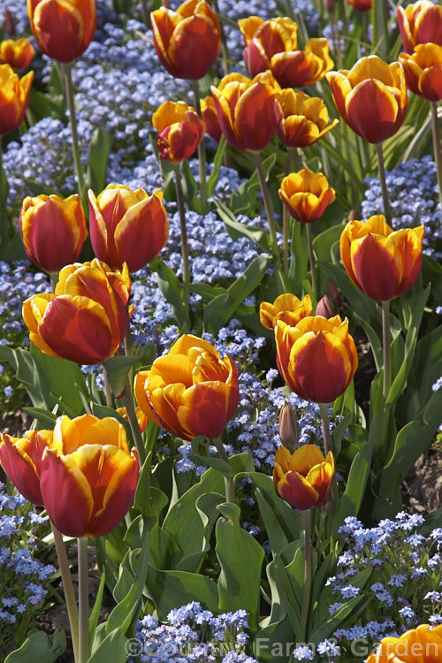 Tulipa 'Kees. Nellis' (<i>Category 3 x Triumph Hybrid</i>), a sturdy, large-flowered, strongly coloured tulip that grows to around 38cm tall It was introduced in 1951. Order: Liliales, Family: Liliaceae