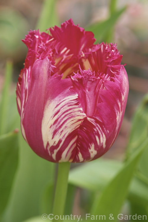 Rembrandt or Broken. Tulip, this style of flower, with flares, stripes or sectors of contrasting colour, is usually due to a viral disease that eventually destroys the bulb. This is the fringed tulip 'Burgundy. Lace' showing. Rembrandt colouration. Order: Liliales, Family: Liliaceae