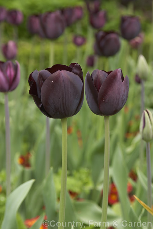Tulipa 'Queen of the Night' (<i>Category 5 x Single. Late</i>), raised around 1940 this is still the darkest-flowered tulip. It grows to around 60cm tall Order: Liliales, Family: Liliaceae