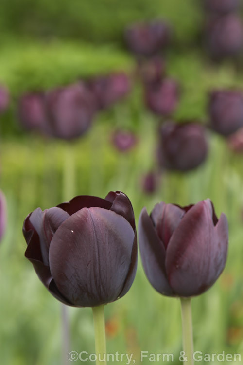 Tulipa 'Queen of the Night' (<i>Category 5 x Single. Late</i>), raised around 1940 this is still the darkest-flowered tulip. It grows to around 60cm tall Order: Liliales, Family: Liliaceae