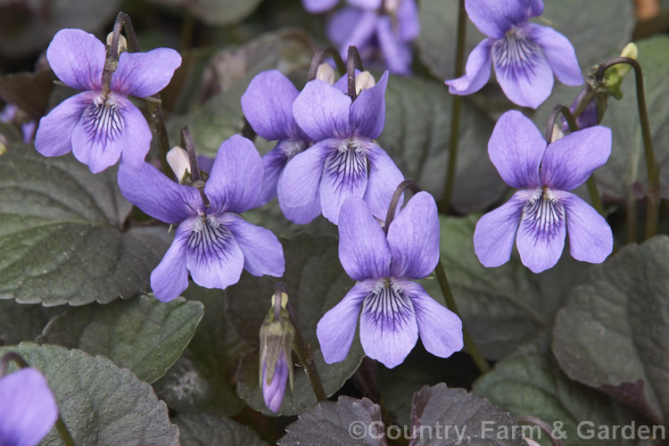 Purple-leafed. Wood. Violet or Dog Violet (<i>Viola riviniana 'Purpurea'), a cultivar of a widely naturalised. European and North African, near evergreen, low-growing, spring- to early summer-flowering perennial. viola-2165htm'>Viola. <a href='violaceae-plant-family-photoshtml'>Violaceae</a>.