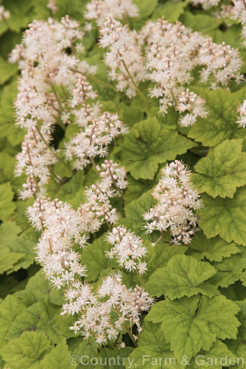 Foam. Flower (<i>Tiarella cordifolia</i>), a native of eastern North America from Manitoba, Canada to Georgia, USA It forms dense, slowly spreading clump and can be grown as a woodland, border or rockery plant. Order: Saxifragales, Family: Saxifragaceae