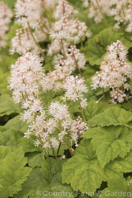 Foam. Flower (<i>Tiarella cordifolia</i>), a native of eastern North America from Manitoba, Canada to Georgia, USA It forms dense, slowly spreading clump and can be grown as a woodland, border or rockery plant. Order: Saxifragales, Family: Saxifragaceae