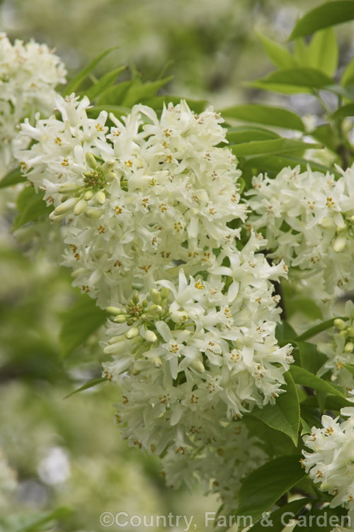 Bladdernut (<i>Staphylea pinnata</i>), a deciduous shrub up to 5m tall native to Europe and western Asia. Its clusters of white flowers open in spring and are followed by papery fruit capsules up to 3cm wide. Order: Crossosomatales, Family: Staphyleaceae