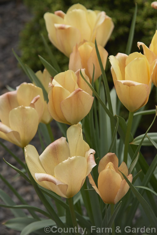 Tulipa batalinii 'Bronze Charm', a soft apricot-toned cultivar of a normally soft yellow-flowered spring-blooming bulb native to Central Asia. The flower stems are 20-30cm tall Order: Liliales, Family: Liliaceae