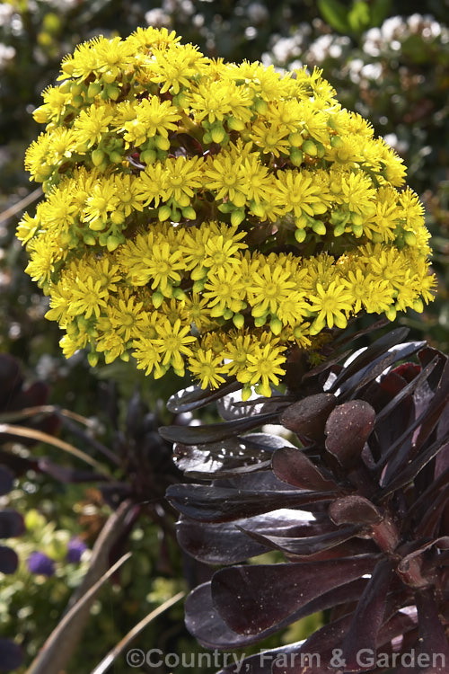 The flowerhead of <i>Aeonium arboreum</i> 'Zwartkop', a very dark cultivar that in the best examples has nearly black foliage. Purple-red forms of <i>Aeonium arboreum</i> are common but not this dark. Order: Saxifragales, Family: Crassulaceae