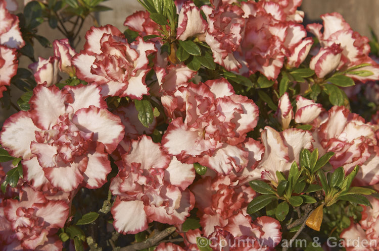 Rhododendron (evergreen azalea</i>) 'Leopold. Astrid' ('Armand. Haerens' sport</i>), a fancy-flowered Belgian Indica hybrid introduced by Haerens of Belgium in 1933