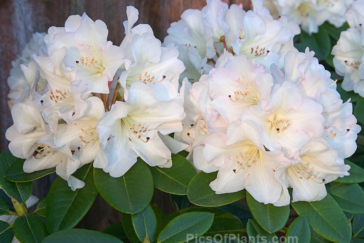<i>Rhododendron</i> 'Unique' (<i>Rhododendron campylocarpum</i> subsp. <i>campylocarpum”</i> x unknown</i>), a hybrid raised by Slocock of Britain in the early 1930s. It is very popular and is notable for the colour changes from bud to open flower. Order: Ericales, Family: Ericaceae