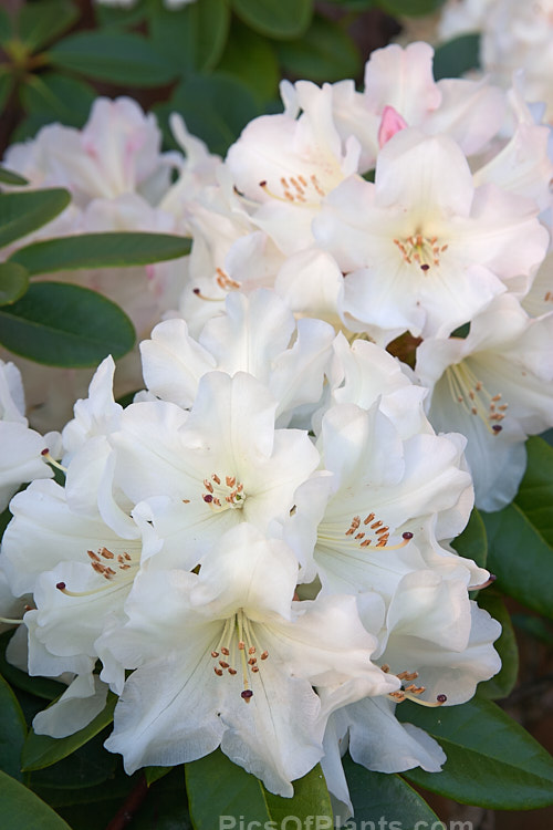 <i>Rhododendron</i> 'Unique' (<i>Rhododendron campylocarpum</i> subsp. <i>campylocarpum”</i> x unknown</i>), a hybrid raised by Slocock of Britain in the early 1930s. It is very popular and is notable for the colour changes from bud to open flower. Order: Ericales, Family: Ericaceae