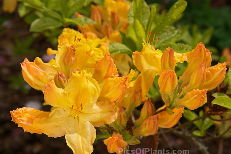 <i>Rhododendron</i> (deciduous azalea</i>) 'Primrose Brook', a hybrid of uncertain origin — probably New Zealand-raised and possibly a development of the Ilam or Knap Hill cultivars known as 'Primrose'. Order: Ericales, Family: Ericaceae