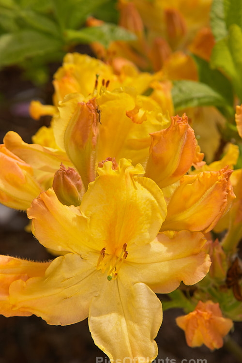 <i>Rhododendron</i> (deciduous azalea</i>) 'Primrose Brook', a hybrid of uncertain origin — probably New Zealand-raised and possibly a development of the Ilam or Knap Hill cultivars known as 'Primrose'. Order: Ericales, Family: Ericaceae
