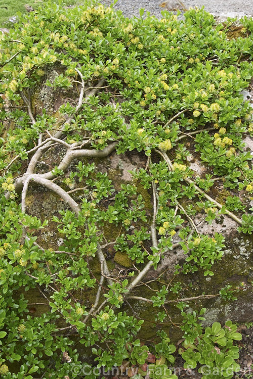 Creeping Willow (<i>Salix repens</i>), a low, spreading, deciduous shrub found in cool-temperate areas from Europe to Siberia. It seldom exceeds 12m tall and is popular as a large-scale groundcover for rockeries