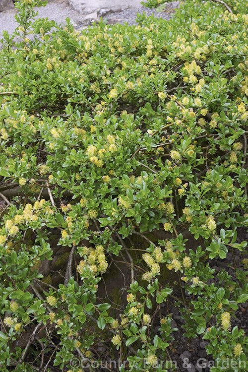 Creeping Willow (<i>Salix repens</i>), a low, spreading, deciduous shrub found in cool-temperate areas from Europe to Siberia. It seldom exceeds 12m tall and is popular as a large-scale groundcover for rockeries