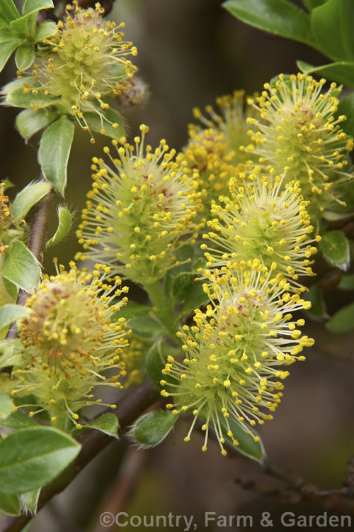 Creeping Willow (<i>Salix repens</i>), a low, spreading, deciduous shrub found in cool-temperate areas from Europe to Siberia. It seldom exceeds 12m tall and is popular as a large-scale groundcover for rockeries