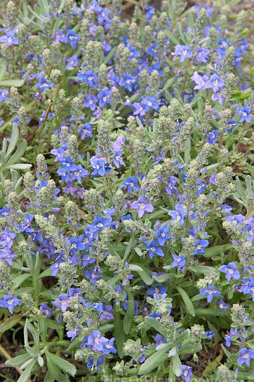 <i>Veronica cinerea</i>, a small, spreading perennial found in the Middle East It has somewhat silvery leaves and its flowers appear from mid-spring. Order: Lamiales, Family: Plantaginaceae