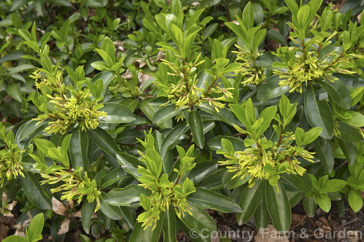 Pontic. Daphne (<i>Daphne pontica</i>), a spring-flowering evergreen shrub found from southeastern Europe through the Caucasus to western Asia. While not very showy, its small yellow-green flowers are fragrant. Order: Malvales, Family: Thymelaeaceae