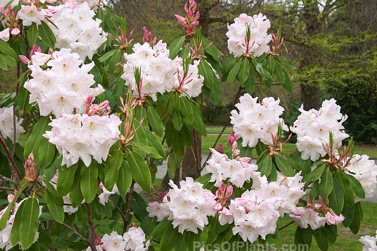 <i>Rhododendron</i> Loderi 'Horsham' (<i>Rhododendron griffithianum</i> x <i>Rhododendron fortunei</i>), one of the original 1901 Loder crosses and among the palest flowered. Its flowers are large and fragrant. Order: Ericales, Family: Ericaceae