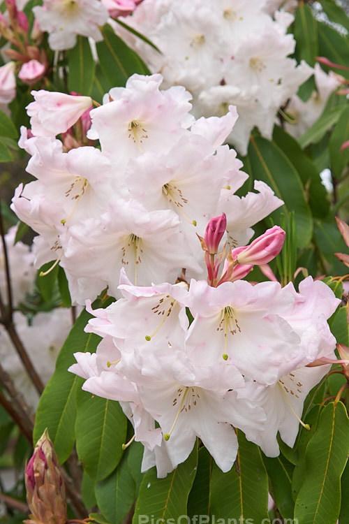 <i>Rhododendron</i> Loderi 'Horsham' (<i>Rhododendron griffithianum</i> x <i>Rhododendron fortunei</i>), one of the original 1901 Loder crosses and among the palest flowered. Its flowers are large and fragrant. Order: Ericales, Family: Ericaceae