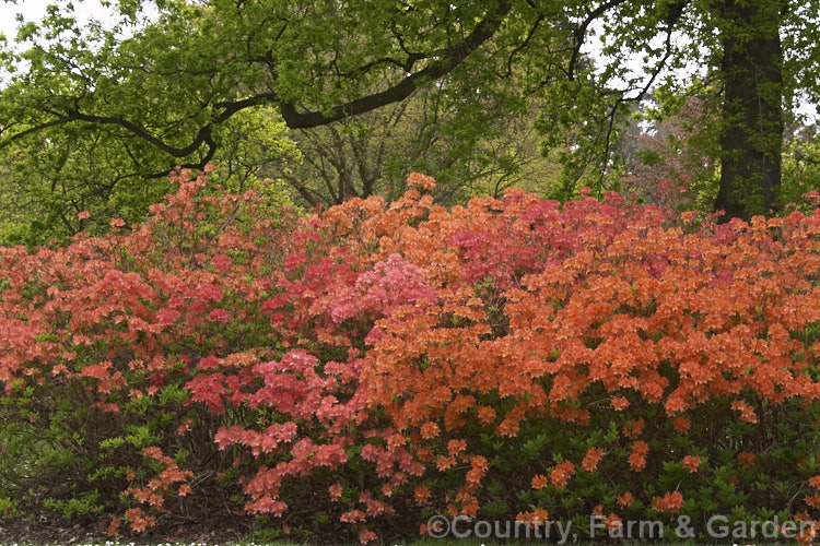 A group of deciduous azaleas