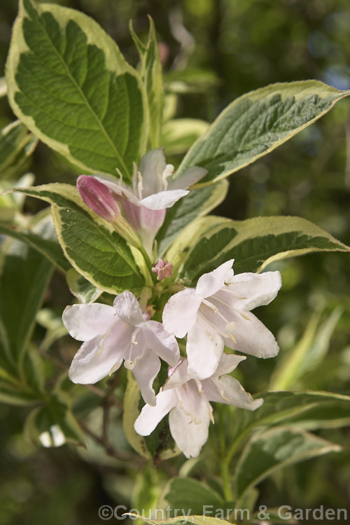 Weigela praecox 'Variegata', a very popular variegated foliage form of a species from northern China, Japan and Korea. It grows to around 2m tall and is similar to the widely grown. Weigela florida 'Variegata', being distinguished by its smaller clusters of flowers that are a very pale pink. weigela-2307htm'>Weigela. <a href='caprifoliaceae-plant-family-photoshtml'>Caprifoliaceae</a>.