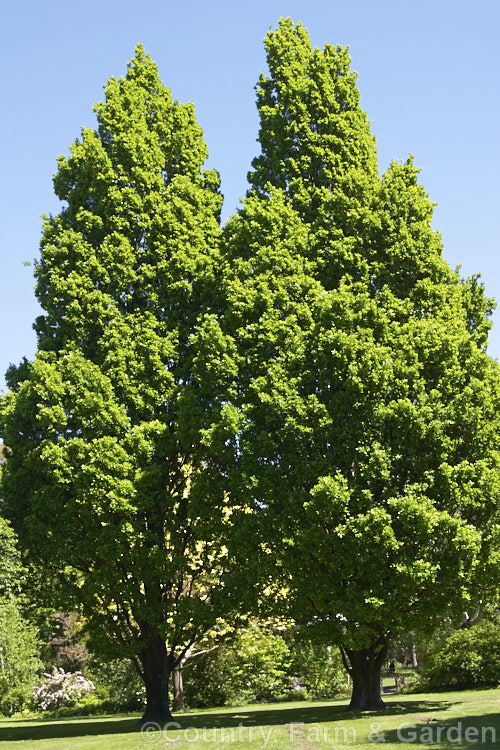 The upright columnar form of the English Oak (<i>Quercus robur 'Fastigiata'). This form resembles a Lombardy. Poplar in its general growth habit but is easily differentiated when the foliage is examined