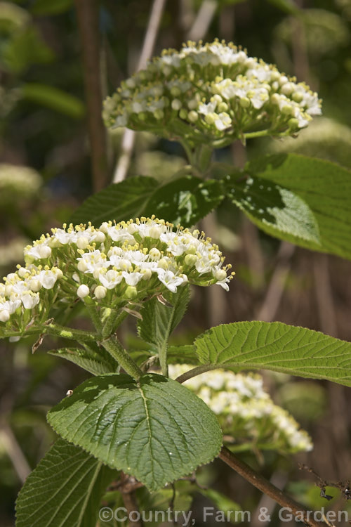 Viburnum x juddii (<i>Viburnum bitchiuense x Viburnum carlesii</i>), a 15-2m high deciduous shrub raised in 1920 by William. Judd. It flowers as the new foliage expands. viburnum-2081htm'>Viburnum.. viburnum-2081htm'>Viburnum. <a href='adoxaceae-plant-family-photoshtml'>Adoxaceae</a>.