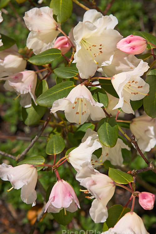<i>Rhododendron</i> 'Cowslip' (<i>Rhododendron williamsianum</i> x <i>Rhododendron wardii</i> var. <i>wardii</i>), a compact little bush around 80cm high and wide that shows strong R. williamsianum influence in both its rounded leaves and bell-shaped flowers. Raised by Aberconway of Wales in 1937. Order: Ericales, Family: Ericaceae