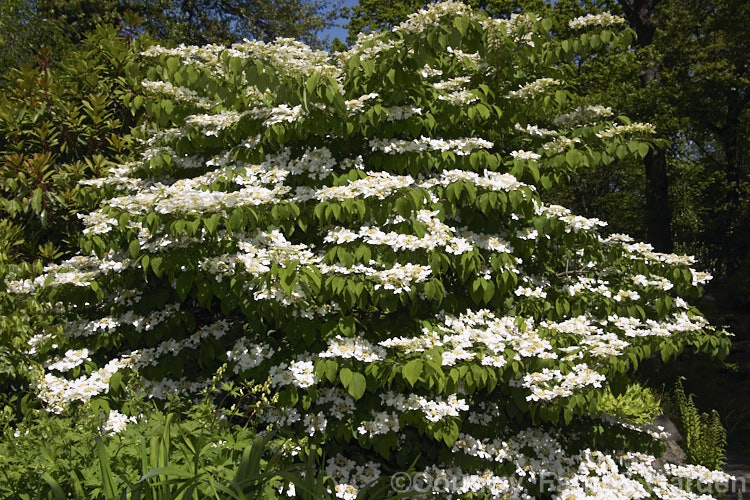 Viburnum plicatum 'Lanarth', a form of a common. Chinese and Japanese spring-flowering deciduous shrub with spreading branches and slightly larger foliage than 'Mariesii', which it resembles. viburnum-2081htm'>Viburnum.. viburnum-2081htm'>Viburnum. <a href='adoxaceae-plant-family-photoshtml'>Adoxaceae</a>.