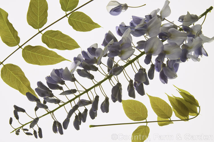 Chinese Wisteria (<i>Wisteria sinensis</i>), a spring-flowering, twining vine native to China. There are many cultivars. The stem of this species twines in the opposite direction to that of the Japanese Wisteria: anti-clockwise not clockwise. wisteria-2308htm'>Wisteria.