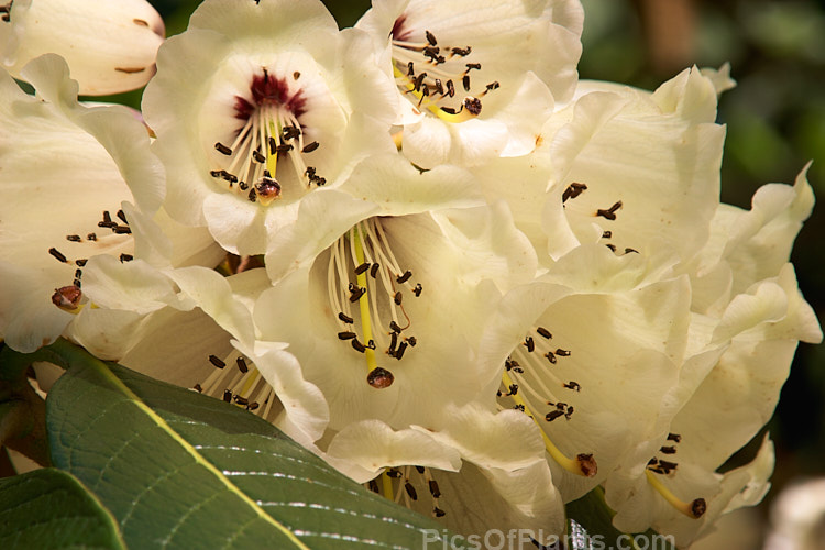 <i>Rhododendron sinogrande</i>, usually regarded as the largest-leafed of all the rhododendron species, this early-flowering, small to medium-sized tree is found in southwestern China and northeastern Burma. The leaves can be up to 90cm long, though 30cm is more common. Order: Ericales, Family: Ericaceae
