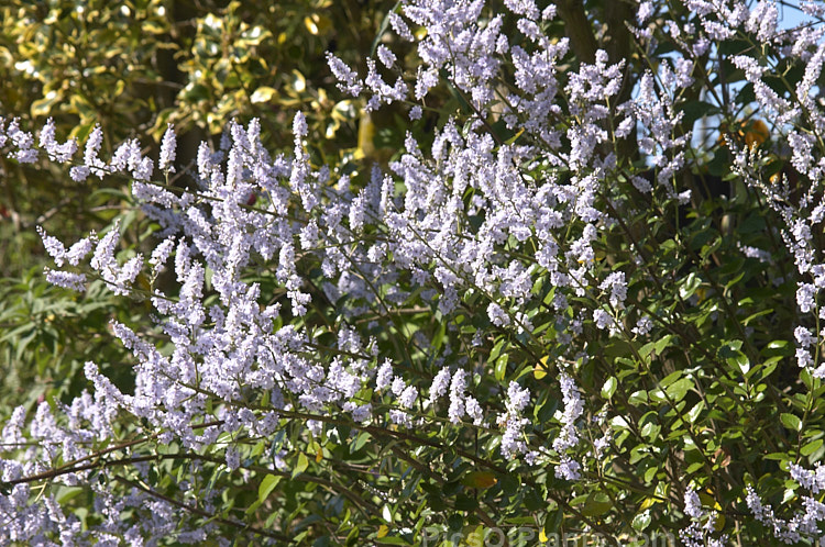 New Zealand Lilac (<i>Veronica hulkeana</i> [syns. <i>Heliohebe hulkeana</i>, <i>Hebe hulkeana</i>]), a spring-flowering evergreen shrub found on rocky banks in North Canterbury and Marlborough, New Zealand. It is popular in gardens but is often short-lived in cultivation. Order: Lamiales, Family: Plantaginaceae