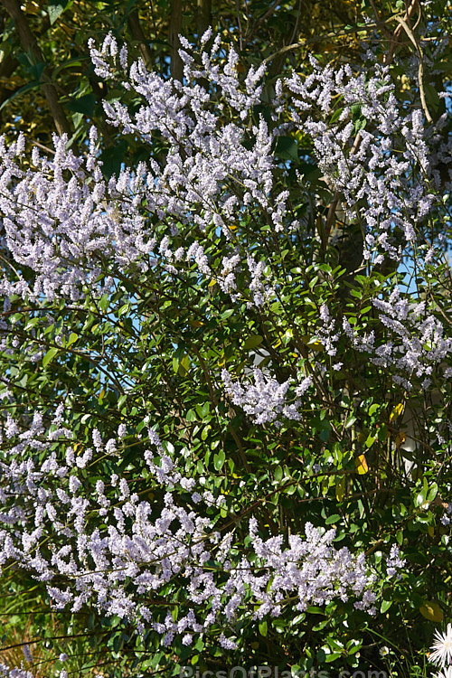 New Zealand Lilac (<i>Veronica hulkeana</i> [syns. <i>Heliohebe hulkeana</i>, <i>Hebe hulkeana</i>]), a spring-flowering evergreen shrub found on rocky banks in North Canterbury and Marlborough, New Zealand. It is popular in gardens but is often short-lived in cultivation. Order: Lamiales, Family: Plantaginaceae
