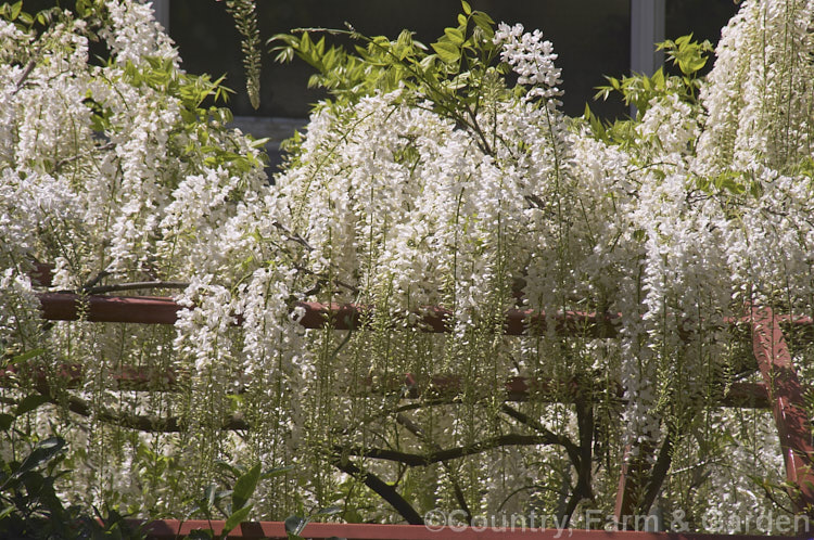 Wisteria floribunda 'Shiro. Noda', a white-flowered form of Japanese Wisteria distinguished from Chinese Wisteria (<i>Wisteria sinensis</i>) by its clockwise twining stems and by usually being more fully in leaf when in flower. wisteria-2308htm'>Wisteria.