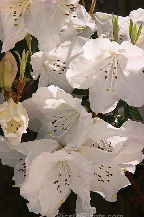 <i>Rhododendron</i> 'Fragrantissimum' (<i>Rhododendron edgeworthii</i> x <i>Rhododendron formosum</i>), the best known of the commonly grown scented rhododendrons, this often rangy hybrid dates from before 1868. Its open, erect habit means that it is often best grown as an espalier. Order: Ericales, Family: Ericaceae