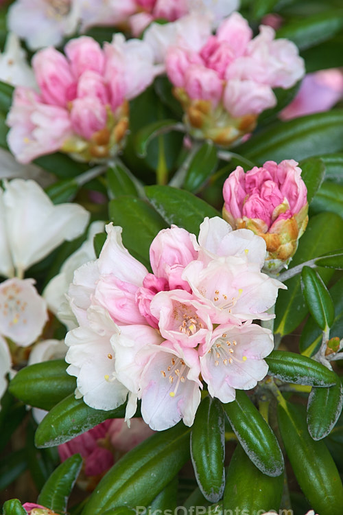 <i>Rhododendron degronianum</i> subsp. <i>yakushimanum</i> (syn. <i>Rhododendron yakushimanum</i>), a parent of many garden hybrids, this compact, relatively late blooming, heavy flowering shrub is a native of Yakushima Island off southern Japan. Order: Ericales, Family: Ericaceae