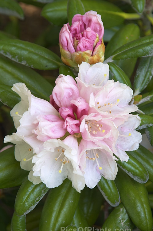 <i>Rhododendron degronianum</i> subsp. <i>yakushimanum</i> (syn. <i>Rhododendron yakushimanum</i>), a parent of many garden hybrids, this compact, relatively late blooming, heavy flowering shrub is a native of Yakushima Island off southern Japan. Order: Ericales, Family: Ericaceae