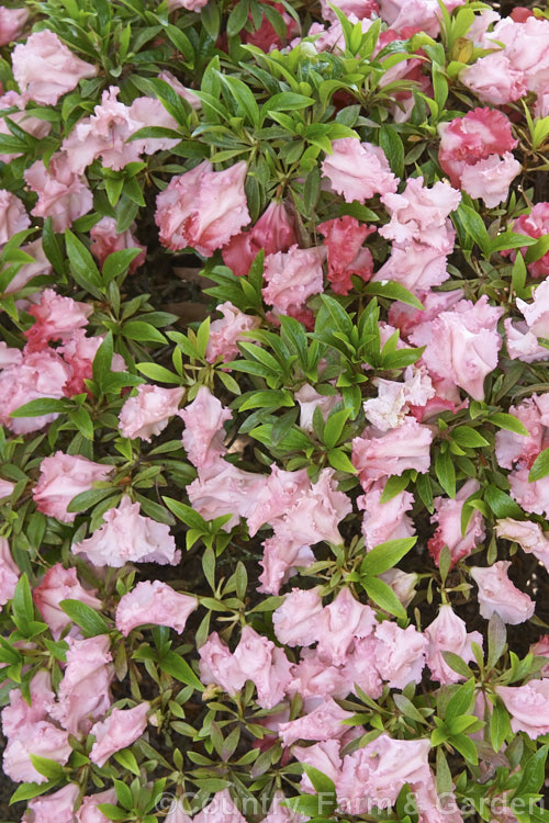 Rhododendron (evergreen azalea</i>) 'Glory of Numazu', an Intergroup hybrid of 'Macranthum' x Rhododendron indicum parentage raised by Koichiro. Wada of Japan. Its flowers are quite variable. This plant is often sold as 'Gloria' in Australia and New Zealand
