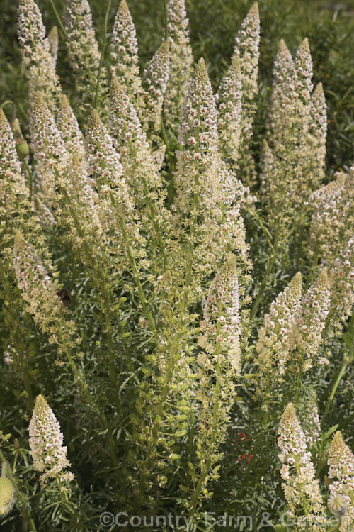 Wild Mignonette (<i>Reseda luteola</i>), an 50cm-13m high annual or short lived perennial originally found from Europe to central Asia. It is sometimes cultivated as a cottage garden plant and also naturalises freely
