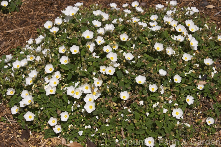 Cistus salviifolius 'Prostratus', a spreading groundcover form of a commonly cultivated southern European Sage-leafed. Rock Rose It spreads up to 80cm wide and will also scramble over or through surrounding vegetation. cistus-2182htm'>Cistus. <a href='cistaceae-plant-family-photoshtml'>Cistaceae</a>.