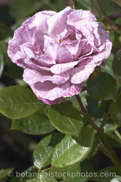 Rosa 'Lavender. Princess' ('World's Fair' seedling x 'Lavender. Pinocchio' seedling</i>), a Cluster-flowered (<i>Floribunda</i>) bush raised in 1959 by Boerner of the United States. Order: Rosales, Family: Rosaceae