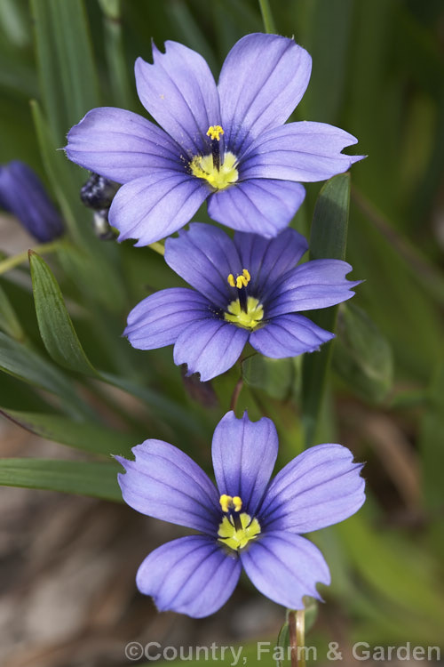Californian Blue-eyed. Grass (<i>Sisyrinchium bellum [syn. Sisyrinchium angustifolium var. bellum]), a grassy-leaved early summer-flowering perennial native to California