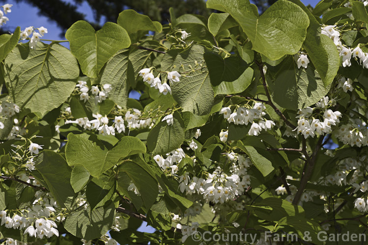 Fragrant Snowbell (<i>Styrax obassia</i>), a spring- to early summer-flowering deciduous tree up to 10m tall. Native to Japan, Korea and northeastern China. Despite the common name, the flowers are not strongly scented. Order: Ericales, Family: Styracaceae