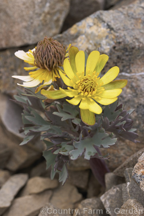 Haast's Buttercup (<i>Ranunculus haastii</i>), a large gray-leaved buttercup found on scree slopes between 1400 and 1850m in Nelson and Canterbury, New Zealand It is usually the first of the scree plants to flower. Order: Ranunculales, Family: Ranunculaceae