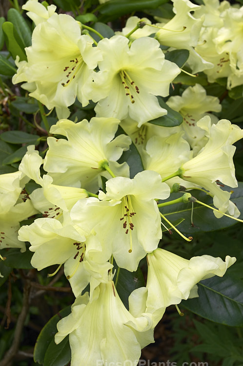 <i>Rhododendron</i> 'Hotei' ('Goldsworth Orange' x [<i>Rhododendron souliei</i> x <i>Rhododendron wardii</i> var. <i>wardii</i>), a 1-1.5m tall hybrid raised by the American breeder Sifferman and introduced by Glendoick Gardens in 1968. 'Hotei' was a significant introduction as earlier yellow-flowered rhododendrons lacked hardiness. It has been used extensively in hybridisation. Order: Ericales, Family: Ericaceae