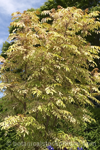 Toona sinensis (syn. Cedrela sinensis</i>) 'Flamingo', a deciduous. Chinese tree with bright pink spring foliage. It is shown here in the creamy yellow phase peculiar to this cultivar, between the pink spring and the green summer leaves. Order: Sapindales, Family: Meliaceae