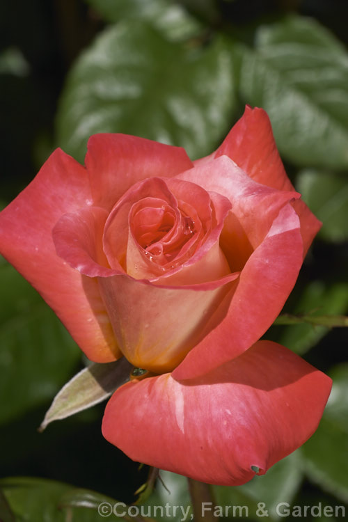 Rosa 'Lantern' (syn 'Oktoberfest' ['Louise. Gardner' x 'Aotearoa New Zealand ']), a Large-flowered (<i>Hybrid Tea [Grandiflora]) shrub rose raised by McGredy of New Zealand and introduced in 1998. Order: Rosales, Family: Rosaceae