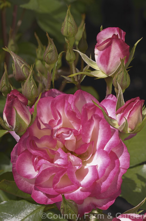 Rosa 'Raspberry. Ice' (syn 'Hannah. Gordon' [seedling x 'Strawberry Ice']), a compact, heavy-flowering. Cluster-flowered (<i>Floribunda</i>) bush rose raised by Kordes of Germany and introduced in 1983. Order: Rosales, Family: Rosaceae