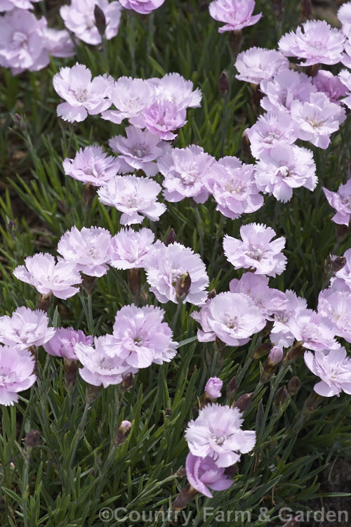 Dianthus 'Cherry Pie', one of a group of around 25 compact dianthus hybrids, known as Whetman. Pinks, introduced by HR. Whetman &. Son of England. dianthus-2041htm'>Dianthus. Order: Caryophyllales, Family: Caryophyllaceae
